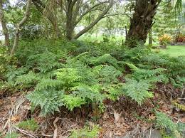 Image result for Rumohra adiantiformis