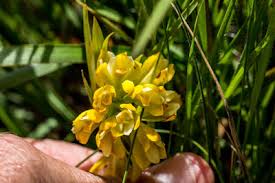 Image result for Brachycorythis inhambanensis