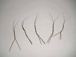 Bulu perindu adalah sebuah bulu dengan panjang sekira 7 cm dan ketebalan kurang dari 1 mm. 3 Asal Usul Bulu Perindu Dipercaya Jadi Pelet Dan Pelaris