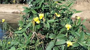 Image result for Vigna luteola