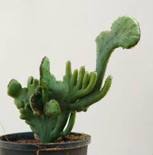 Image result for Leucas alluaudii