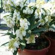 Image result for Pieris japonský debutante obrázek