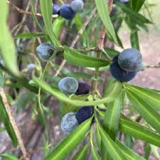 Image result for Podocarpaceae