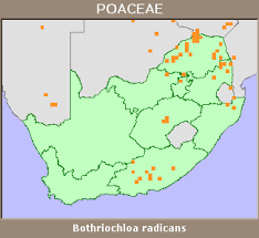 Image result for Bothriochloa radicans