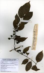 Image result for Keetia