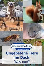 Ungebetene Tiere Im Dach Befestigungsfuchs Blog Dach Tiere Dachboden