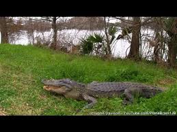 Why was there a need for jury system? Visit To Lake Martin Alligators Snakes 2 22 2015 Youtube
