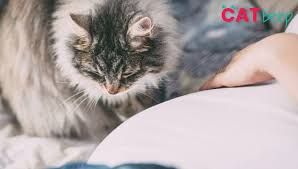 A stray cat is the linking element of three tales of suspense and horror. Is It Okay For A Cat To Lie On Your Pregnant Belly Cat Beep