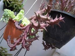 Image result for Orbea schweinfurthii