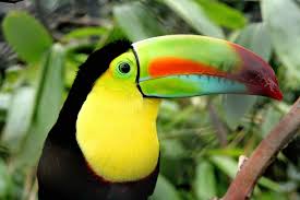 Running through the rainforest in the northern portion of south america is the amazon river. South America Animal Life Britannica