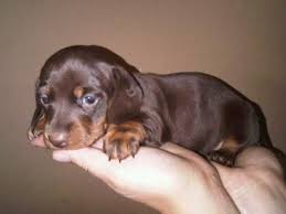 Get Started Baby Dachshund Dachshund Love Dachshund Puppies