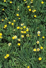 Image result for Ranunculus acris
