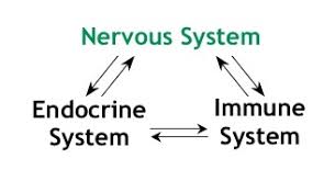 The brain and the spinal cord constitute the central nervous system. Chiropractic Care Immune System