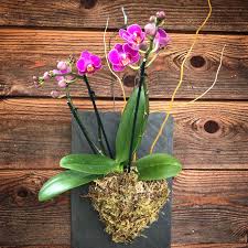 With proper care, get your flower to thrive and rebloom. Orchid Mounted On A Slate Roof Tile Orchids Phalaenopsis Orchid Hanging Orchid