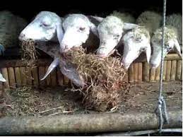 We did not find results for: 9 Pakan Fermentasi Untuk Kambing Budiyanto