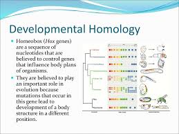 Evidence For Evolution Ppt Download