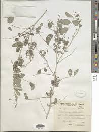 Image result for Indigofera bainesii