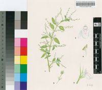 Image result for Justicia matammensis