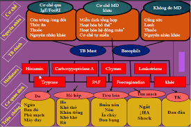 Sốc phản vệ là tai biến dị ứng nghiêm trọng nhất, dễ gây tử vong nhất không chỉ gặp ở trẻ nhỏ mà cả người lớn nếu không được chẩn đoán và xử lý kịp thời. Ban Luáº­n Vá» Ca Sá»'c Pháº£n Vá»‡ Hiáº¿m Gáº·p Há»c Them Tháº§y Dan Facebook