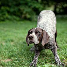 German wirehaired pointer puppies for sale canada. Pointing Dog Rescue Canada