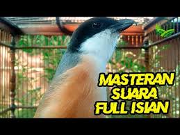 Check spelling or type a new query. Masteran Suara Cendet Jatim Madura Gacor Full Isian Youtube