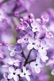 Lilac Bloom Purple Blurry Background Iphone Wallpaper Preview Purple Flowers Wallpaper Purple Flowers Lilac Background