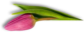 Plants learn to control the music when interacting with different artists and stimuli. Plants Play