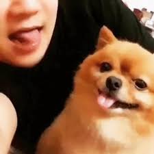 The Cutest Gif Funny Funny Animals Cute Funny Animals Funny Dogs