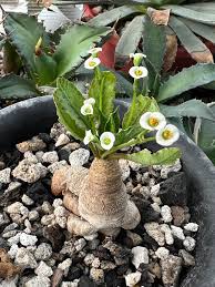 Image result for Euphorbia platyrrhiza