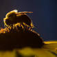 Bumble Bee Atlas Field Day at Ponca State Park