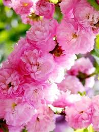 Image result for mandloň trojlaločná