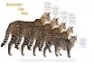 Savannah Kittens For Sale by Reputable Breeders | Pets4You