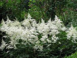 Astilbe Japonica Deutschland Astilbe Japonica Astilbe Hydrangea Paniculata