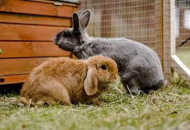 Image result for bunny