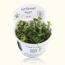 Image result for Marsilea villifolia