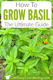 How To Grow Basil The Ultimate Guide Growing Basil Growing Basil Outdoors Caring For Basil Plant