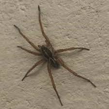 Both the northern and southern species inhabit the state of tennessee. Spiders In Tennessee Species Pictures