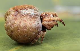 Image result for Poecilostachys