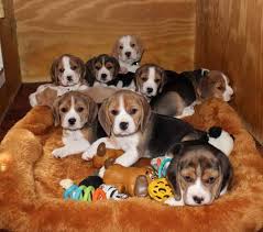 Black And Tan Beagle Puppies For Sale This Is Not How We Operate Ads 1 8 Of Beagle Puppies For Sale In Nj Pets And Dogs View Ad Beagle Harrier Si Beagle Puppy Hound Dog Puppies Puppies For Sale