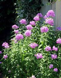 Against The Shed Phlox Plant Plants Container Gardening Flowers