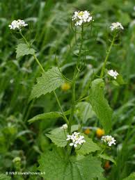 Image result for Setaria petiolata