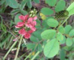 Image result for Indigofera spicata