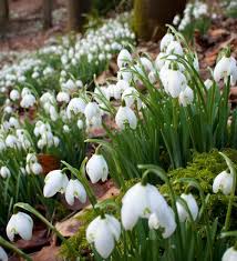 How to grow snowdrops from bulbs. Buy Galanthus Nivalis Bulbs Common Snowdrop Sarah Raven