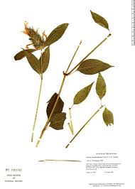 Image result for Justicia fittonioides