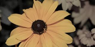These topic labels come from the works of this person. John Randall Barnes Obituary Gocapebreton Com
