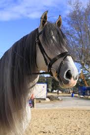 حصان أبيض فرسي الحيوانات بدة ركوب الخيل شعر الحصان حصان أبيض حذاء بالفرس رئيس pikist