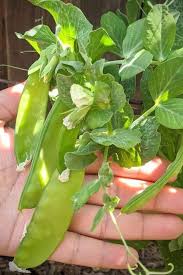 About 1 month before you plan on transplanting your peas into a garden dig holes about 8 inches deep and filling it with compost. The Complete Guide To Growing Peas In Containers Gardening Chores