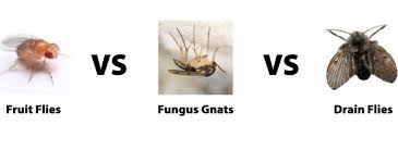 fruit flies, gnats or drain flies