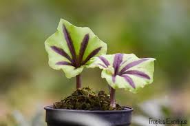 Image result for Nervilia