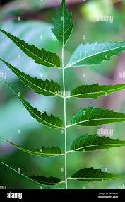 Image result for Azadirachta indica